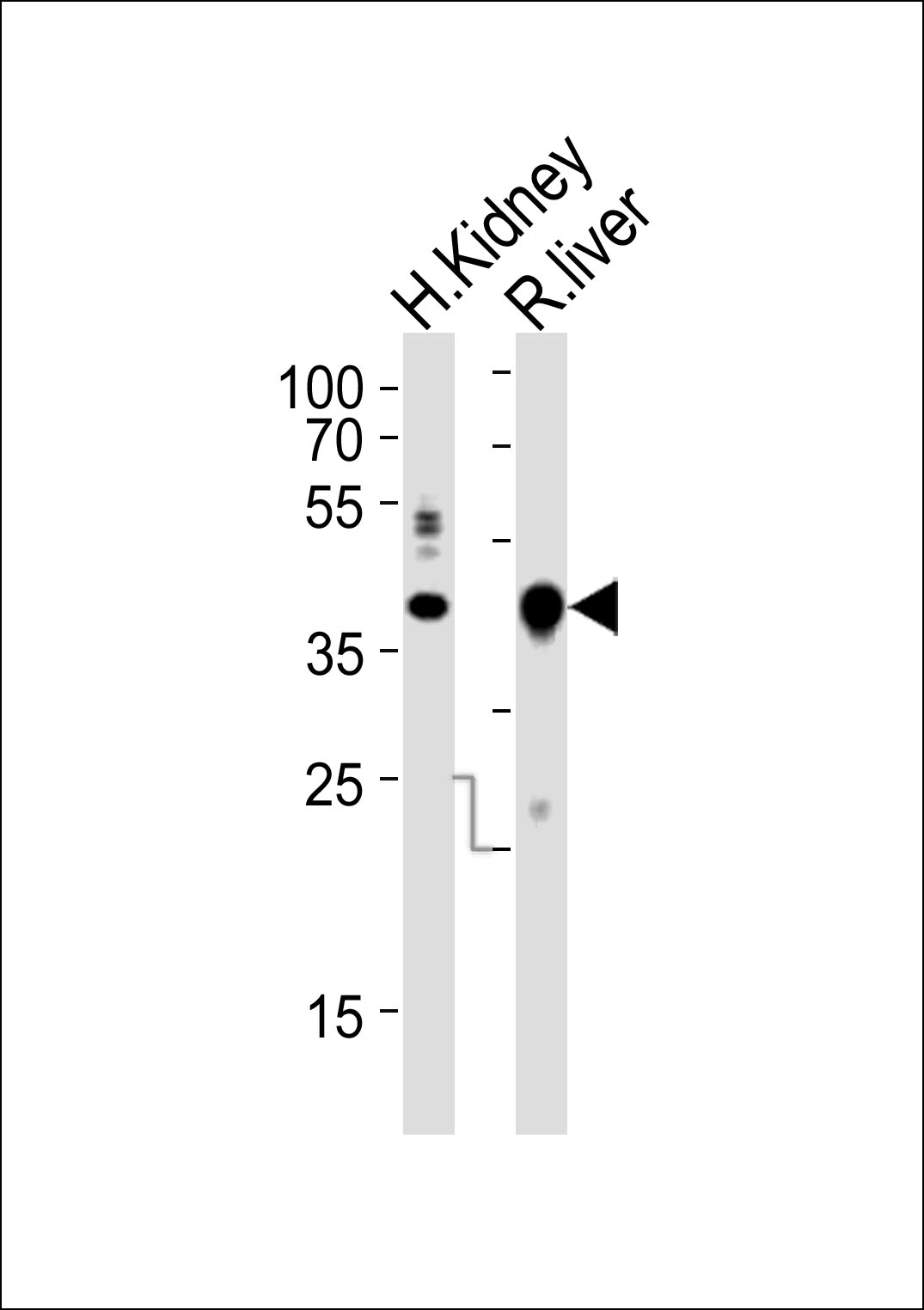 Rabbit Polyclonal Antibody to (Mouse) Ihh