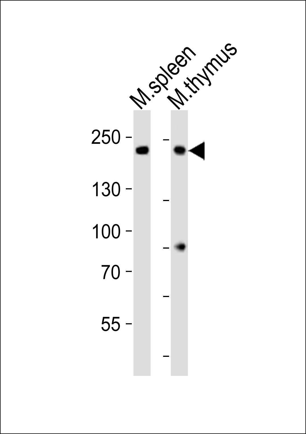 Rabbit Polyclonal Antibody to (Mouse) Zcchc11
