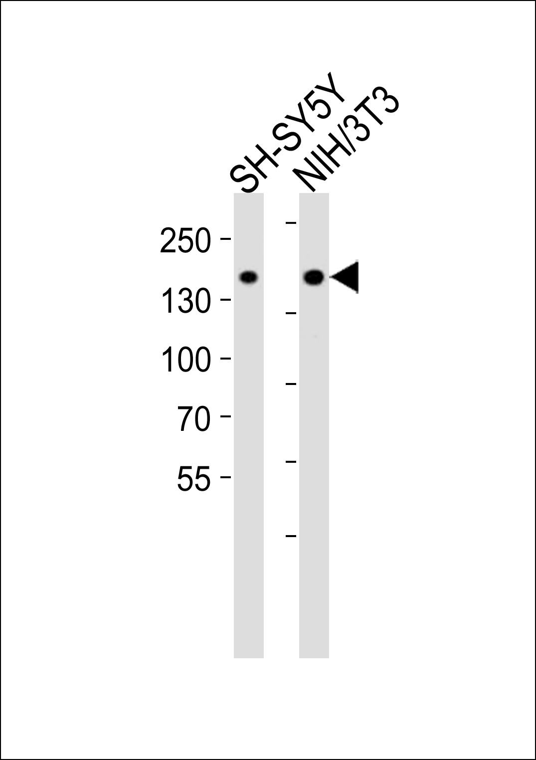 Rabbit Polyclonal Antibody to Mouse Ntrk1