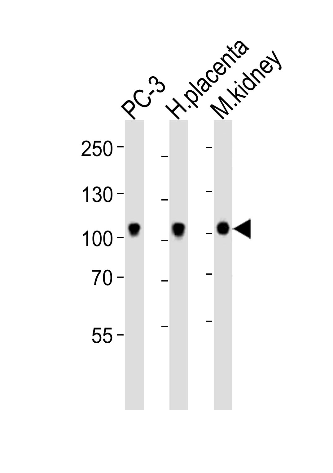 Rabbit Polyclonal Antibody to Mouse Ephb4