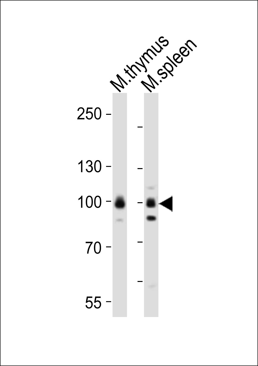 Rabbit Polyclonal Antibody to Mouse Rps6ka5