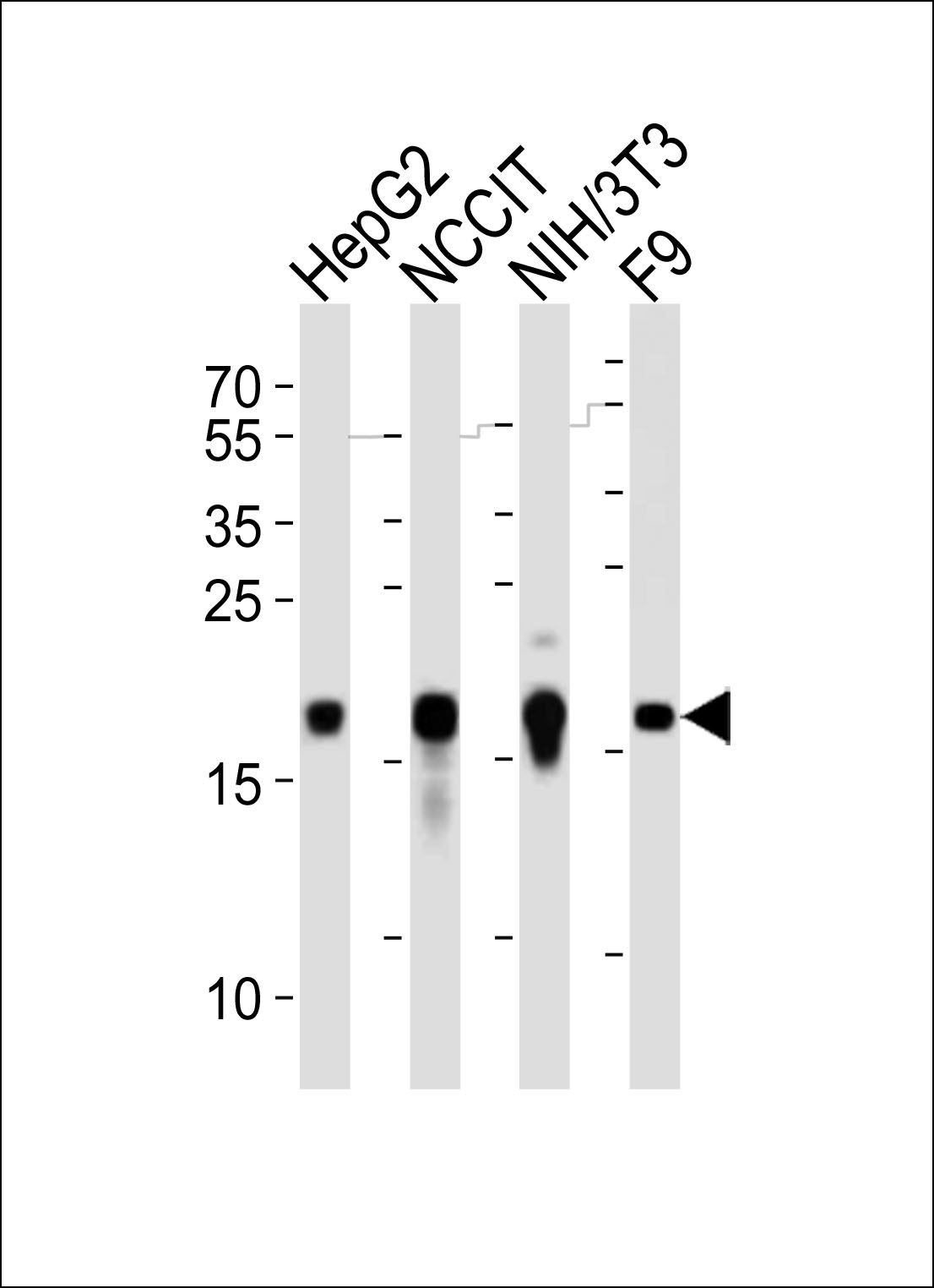 Rabbit Polyclonal Antibody to Mouse Hmga2