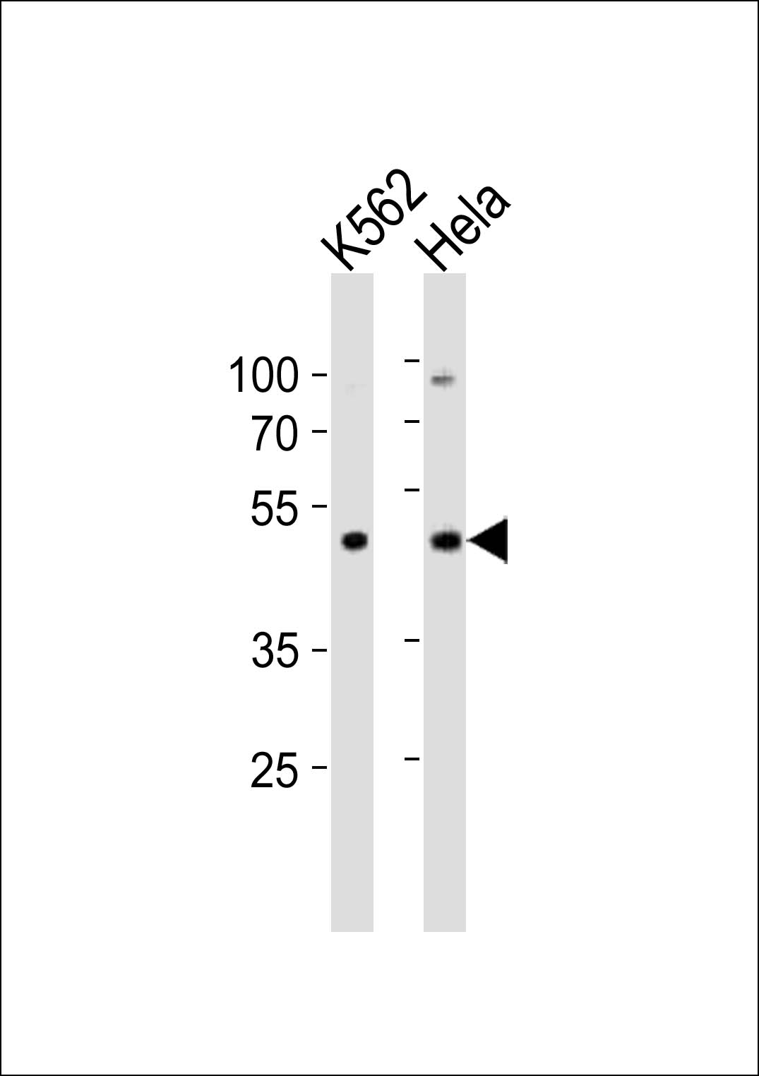 Rabbit Polyclonal Antibody to Mouse Actl6a