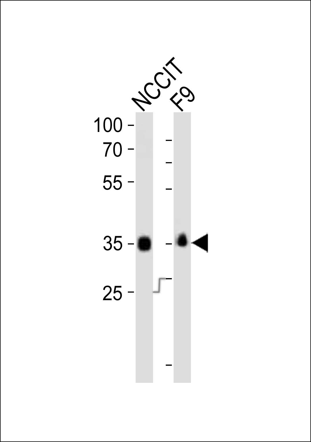 Rabbit Polyclonal Antibody to (Mouse) Sox2 (N-term)
