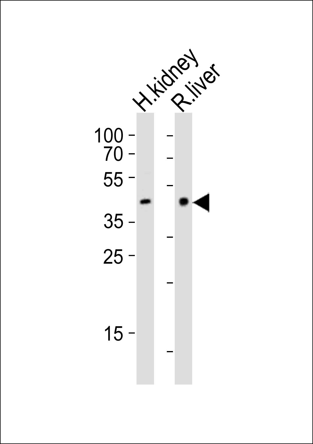 Rabbit Polyclonal Antibody to (Mouse) Ihh