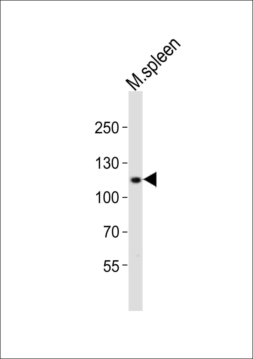 Rabbit Polyclonal Antibody to MOUSE Bcar3