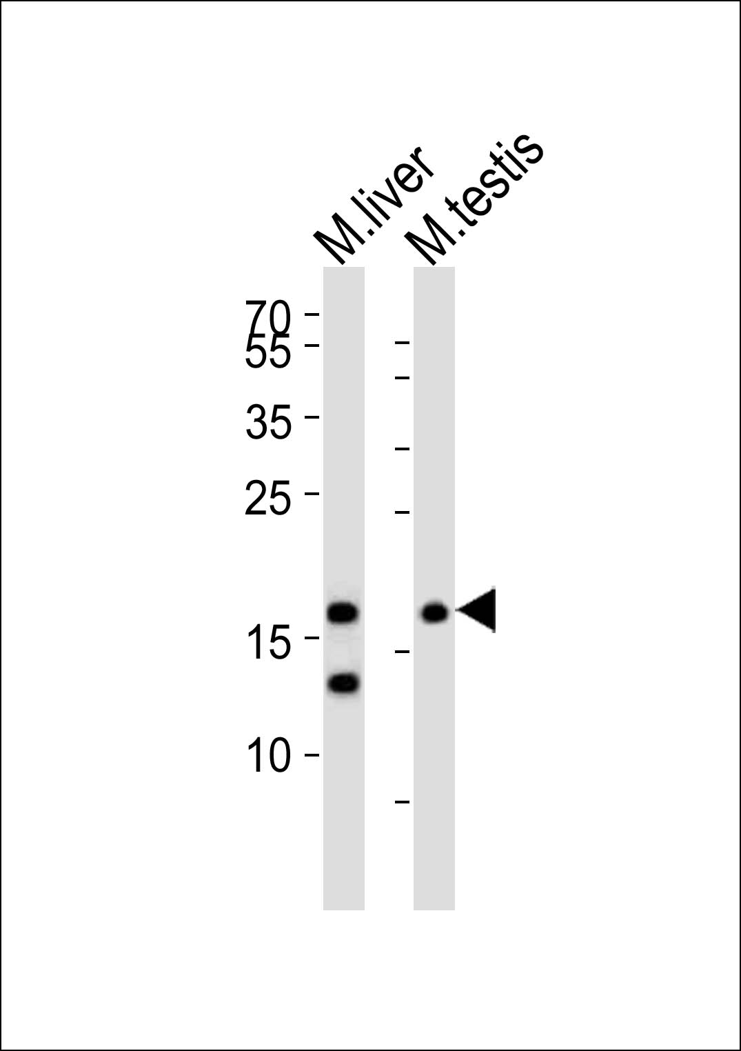 Rabbit Polyclonal Antibody to (Mouse) Dppa3