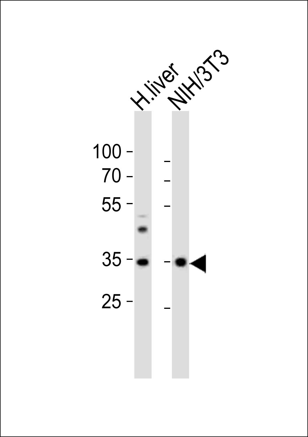 Rabbit Polyclonal Antibody to (Mouse) Wdr5