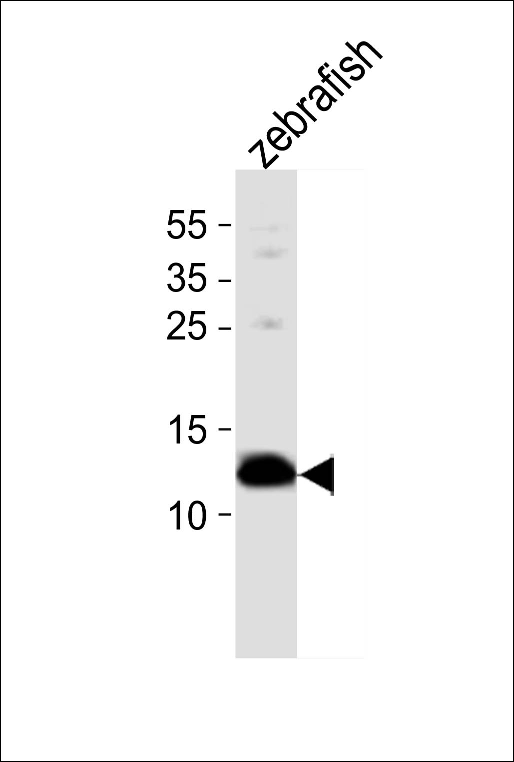 Rabbit Polyclonal Antibody to (DANRE) ba1 (N-term)