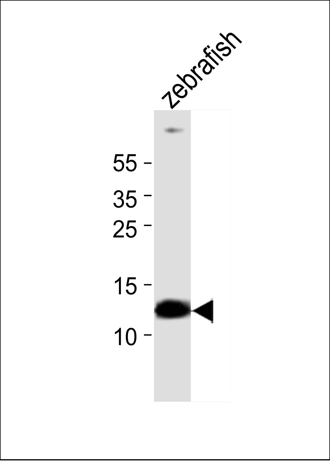 Rabbit Polyclonal Antibody to (DANRE) ba1