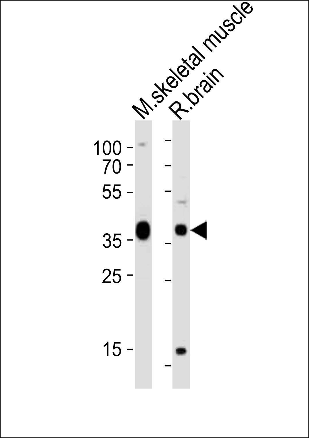 Rabbit Polyclonal Antibody to Mouse Dbx1