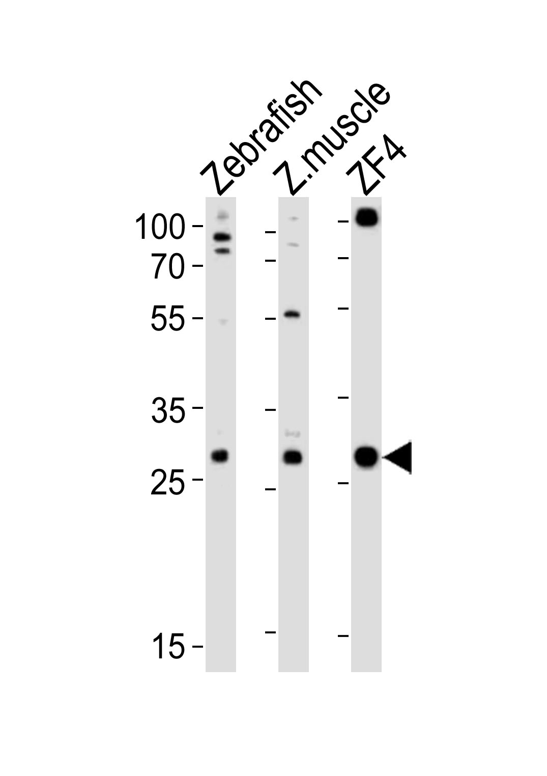 Rabbit Polyclonal Antibody to (DANRE) ak2 (N-term)