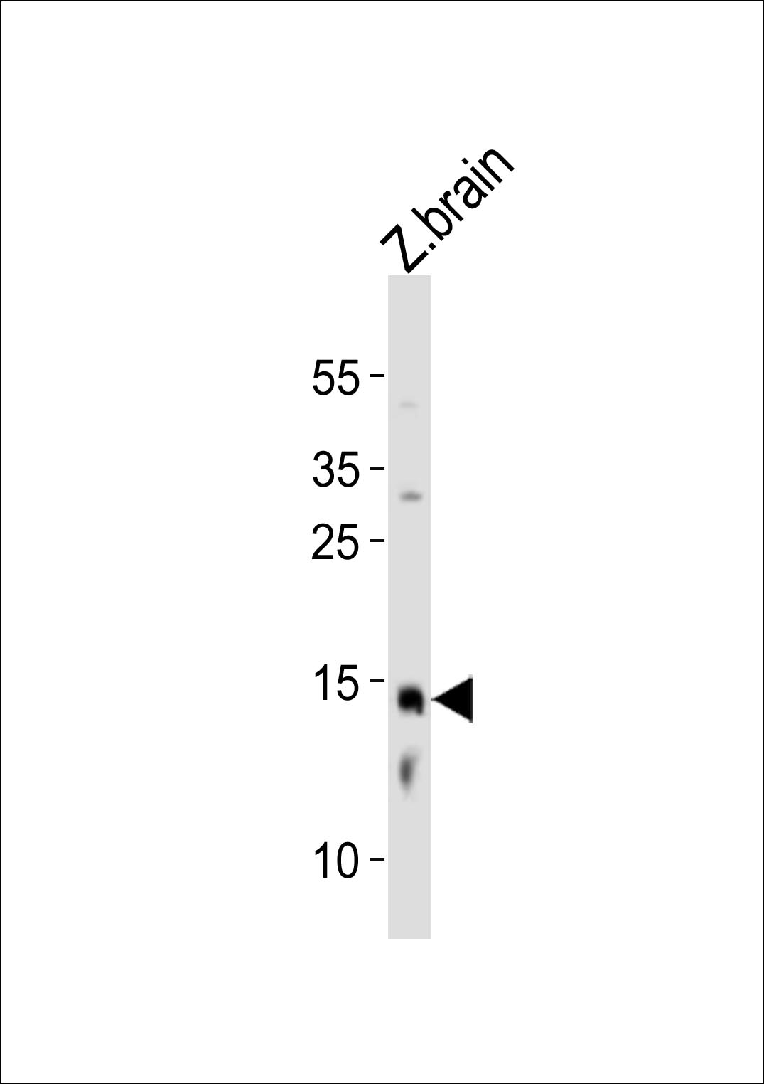 Rabbit Polyclonal Antibody to (DANRE)edf1Antibody(C-term)