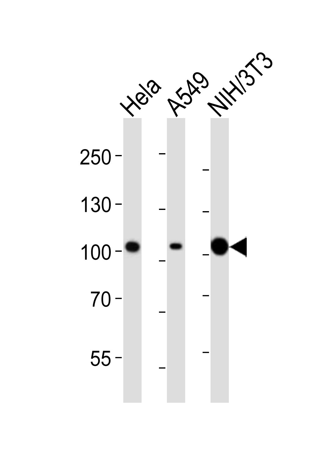 Mouse Monoclonal Antibody to FER