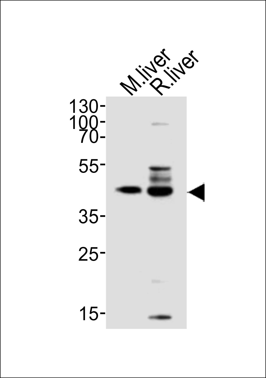 Rabbit Polyclonal Antibody to C5orf44 (N-term)
