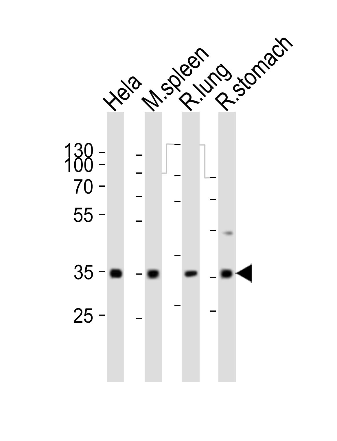Rabbit Polyclonal Antibody to (RAT) Ccnd3 (N-term)