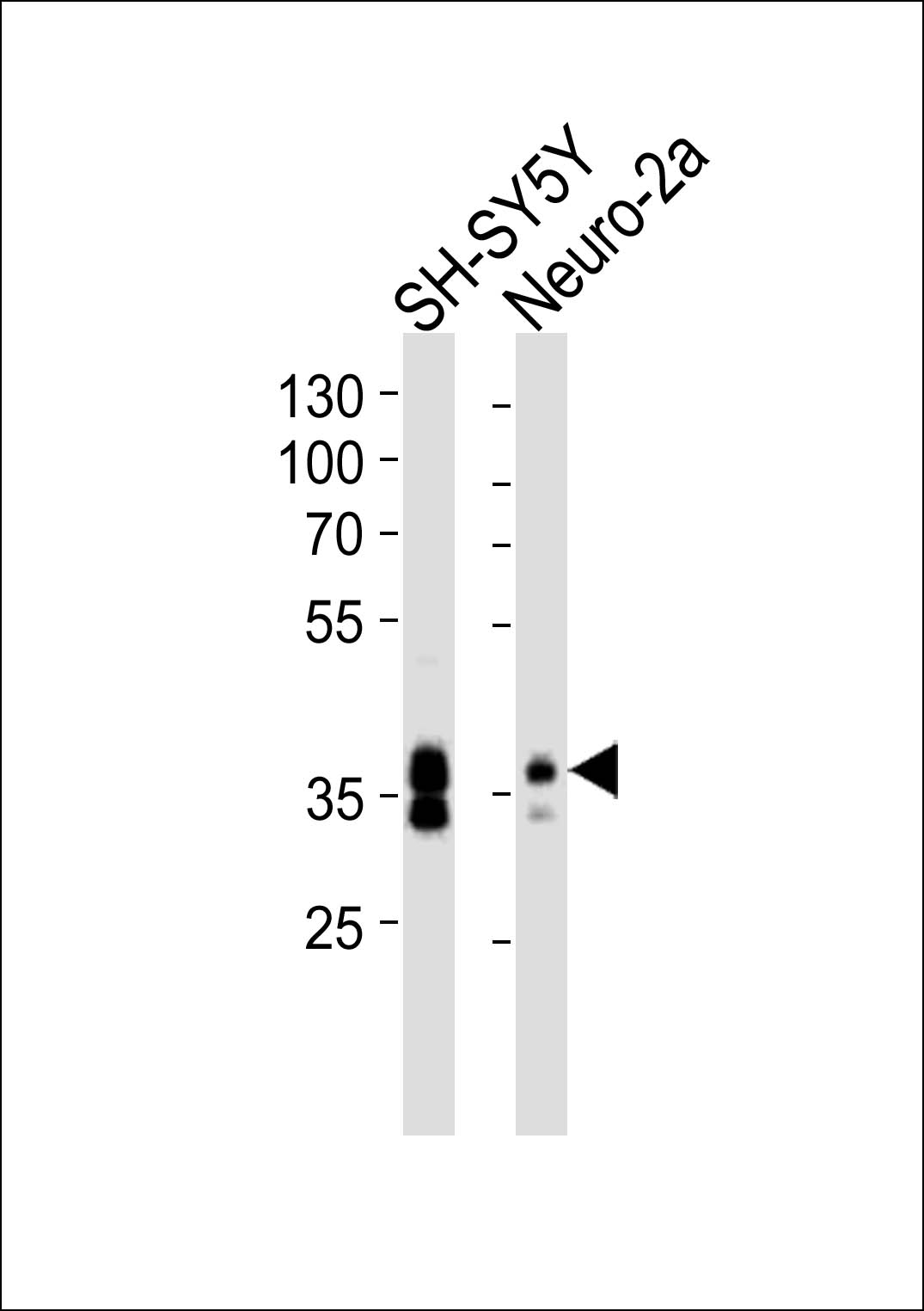 Rabbit Polyclonal Antibody to (Mouse) Msi1