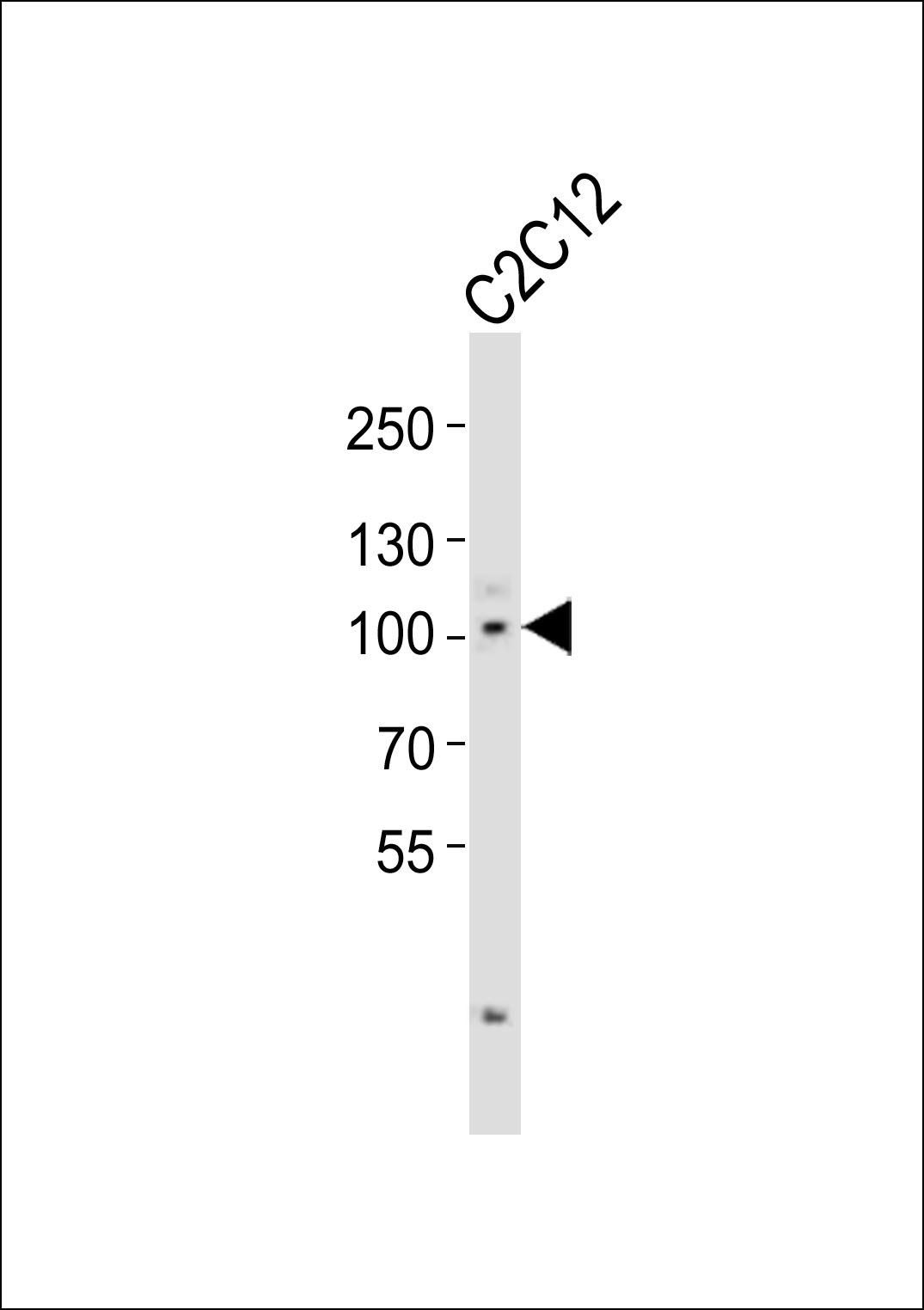 Rabbit Polyclonal Antibody to Mouse Myocd
