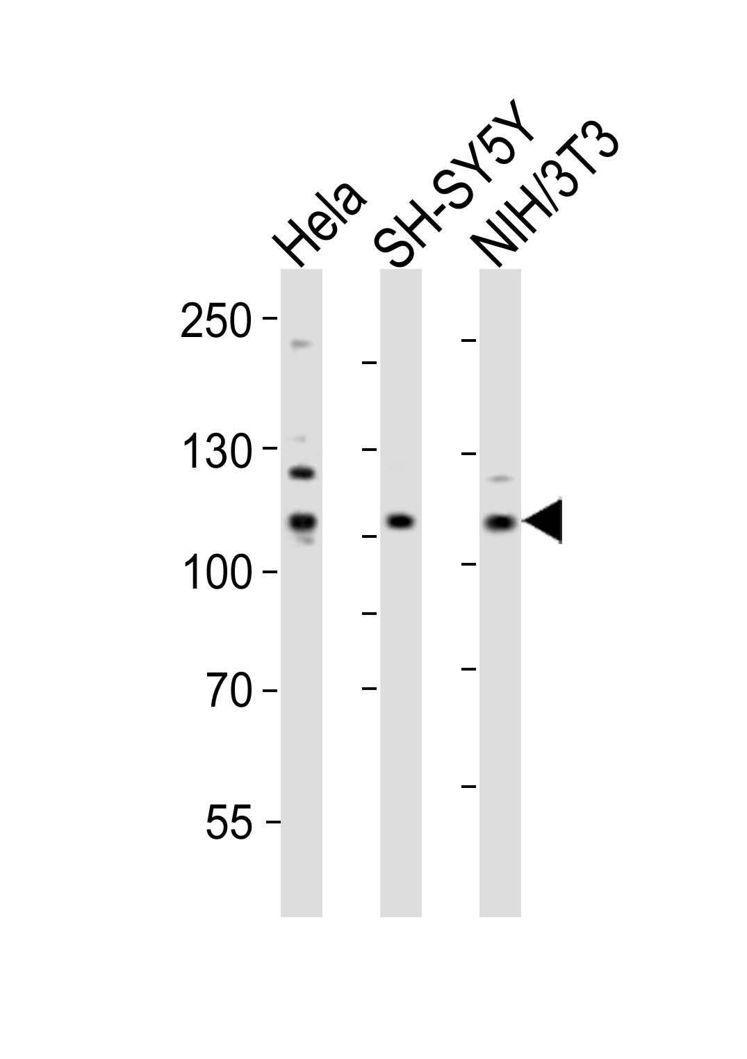 Rabbit Polyclonal Antibody to Mouse Ephb3