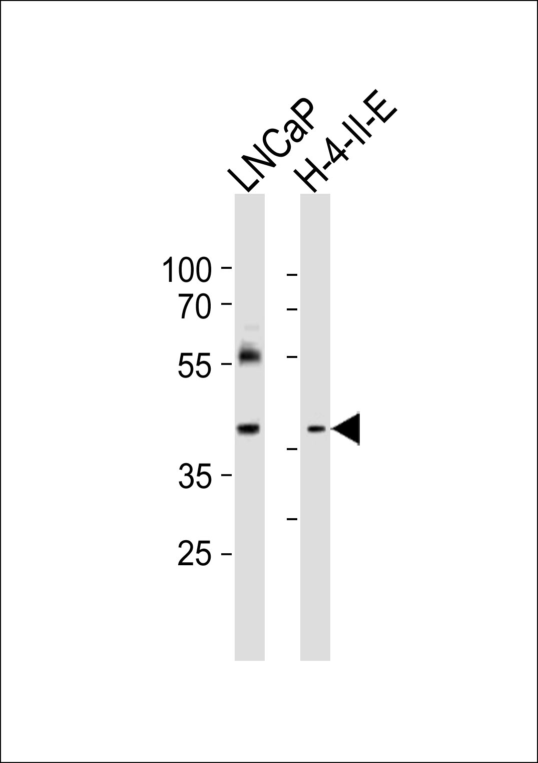 Rabbit Polyclonal Antibody to RING1