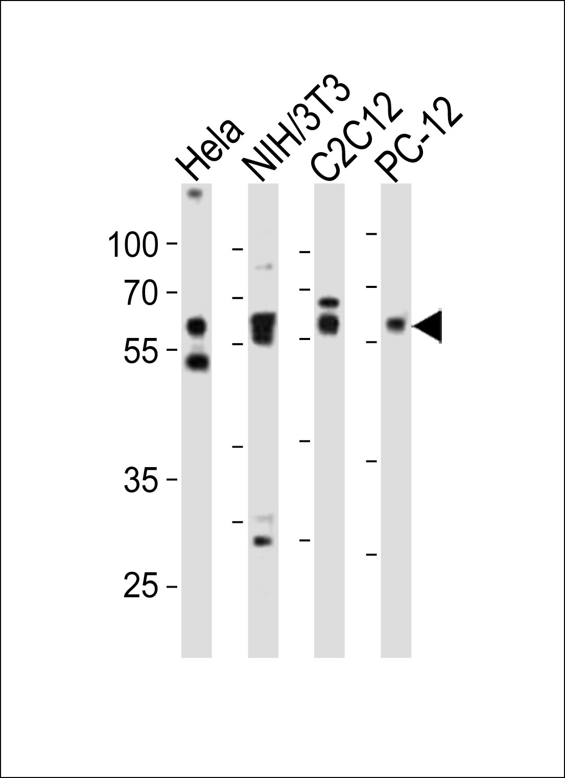 Rabbit Polyclonal Antibody to (Mouse) Smad2