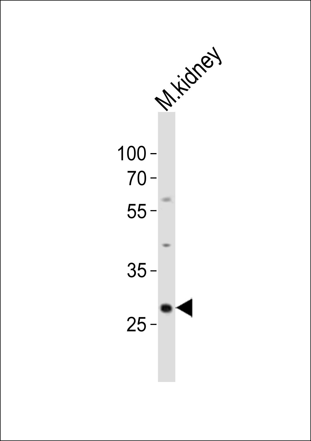 Rabbit Polyclonal Antibody to Mouse Hes1