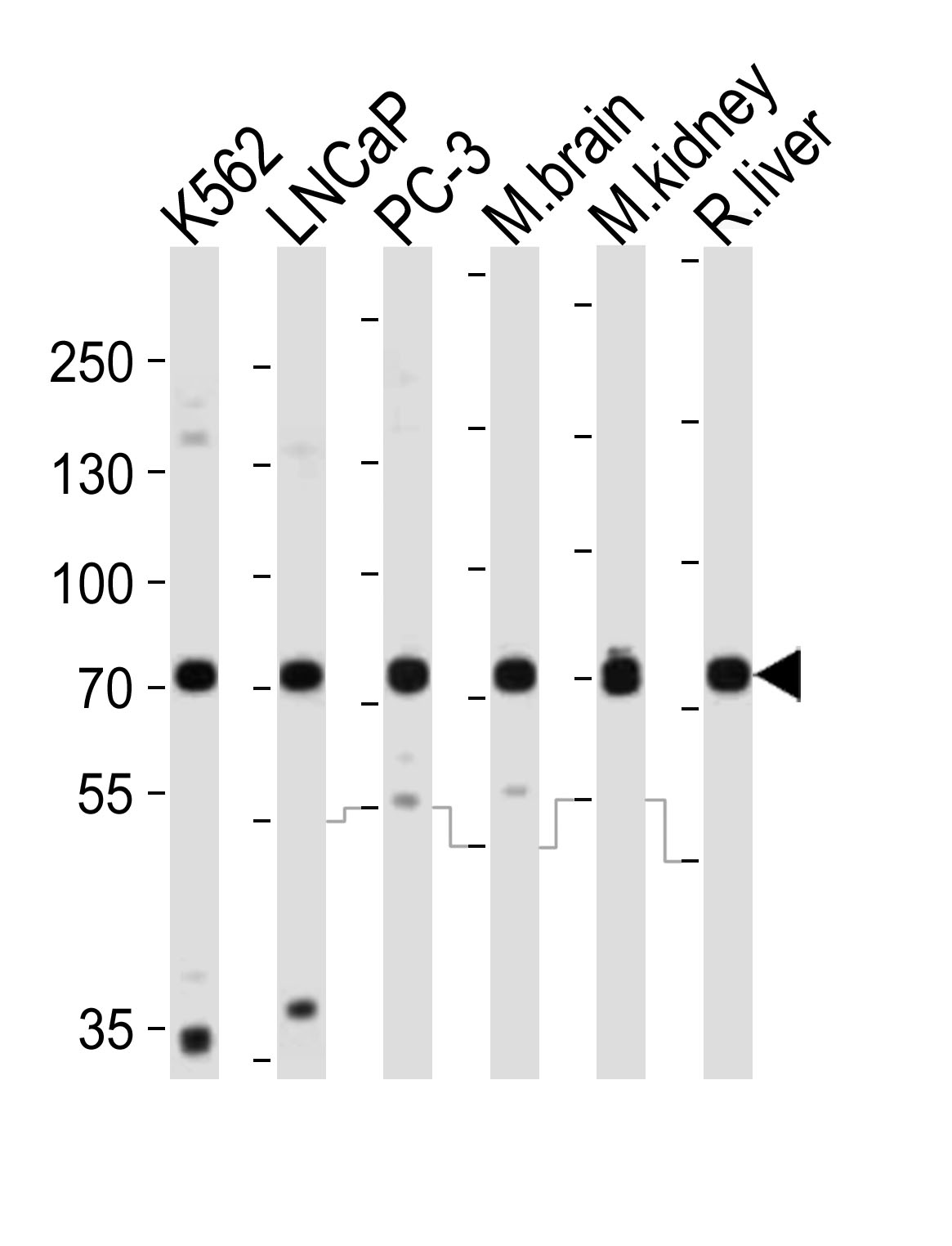 Rabbit Polyclonal Antibody to CD164