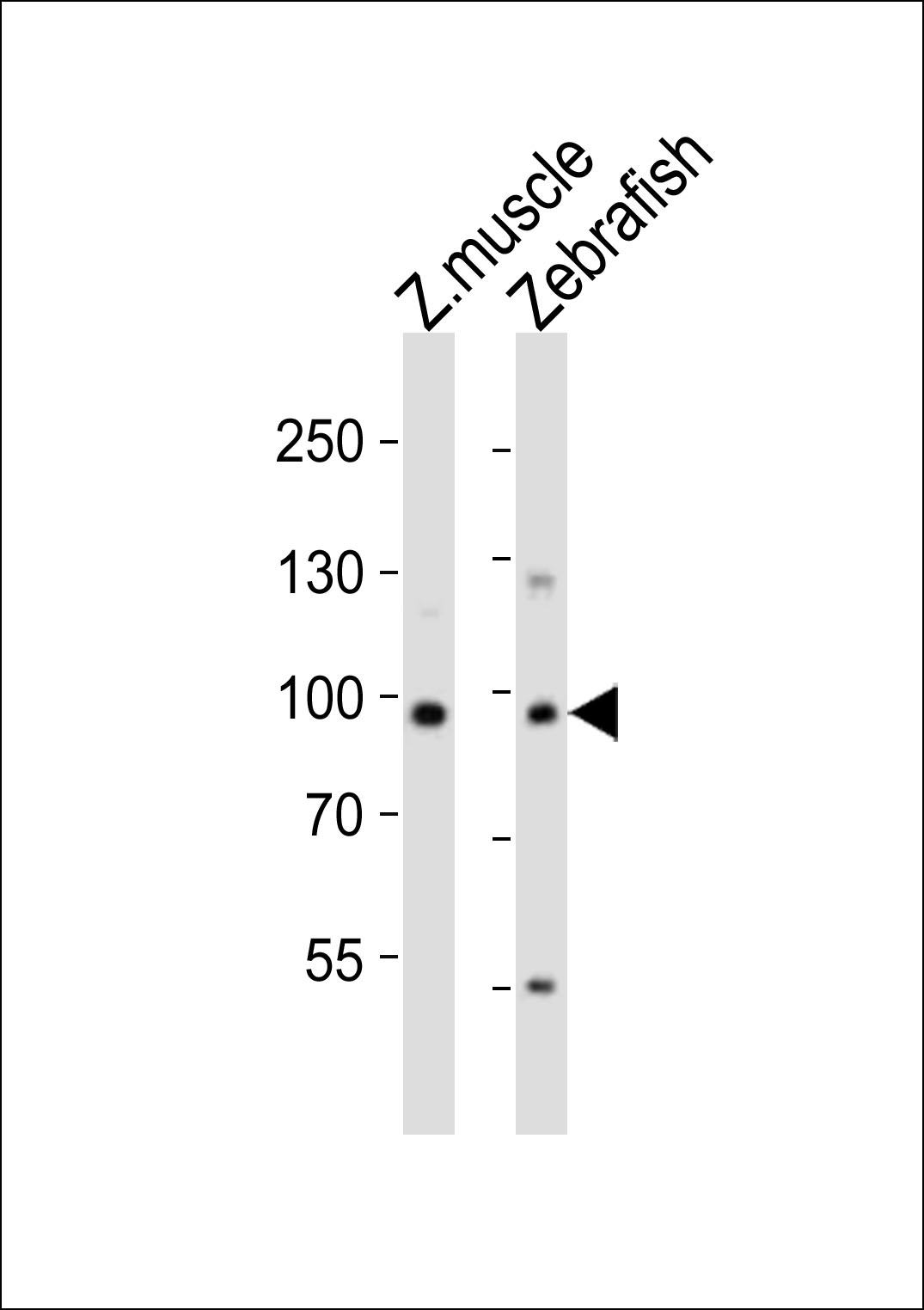 Rabbit Polyclonal Antibody to (DANRE) usp13