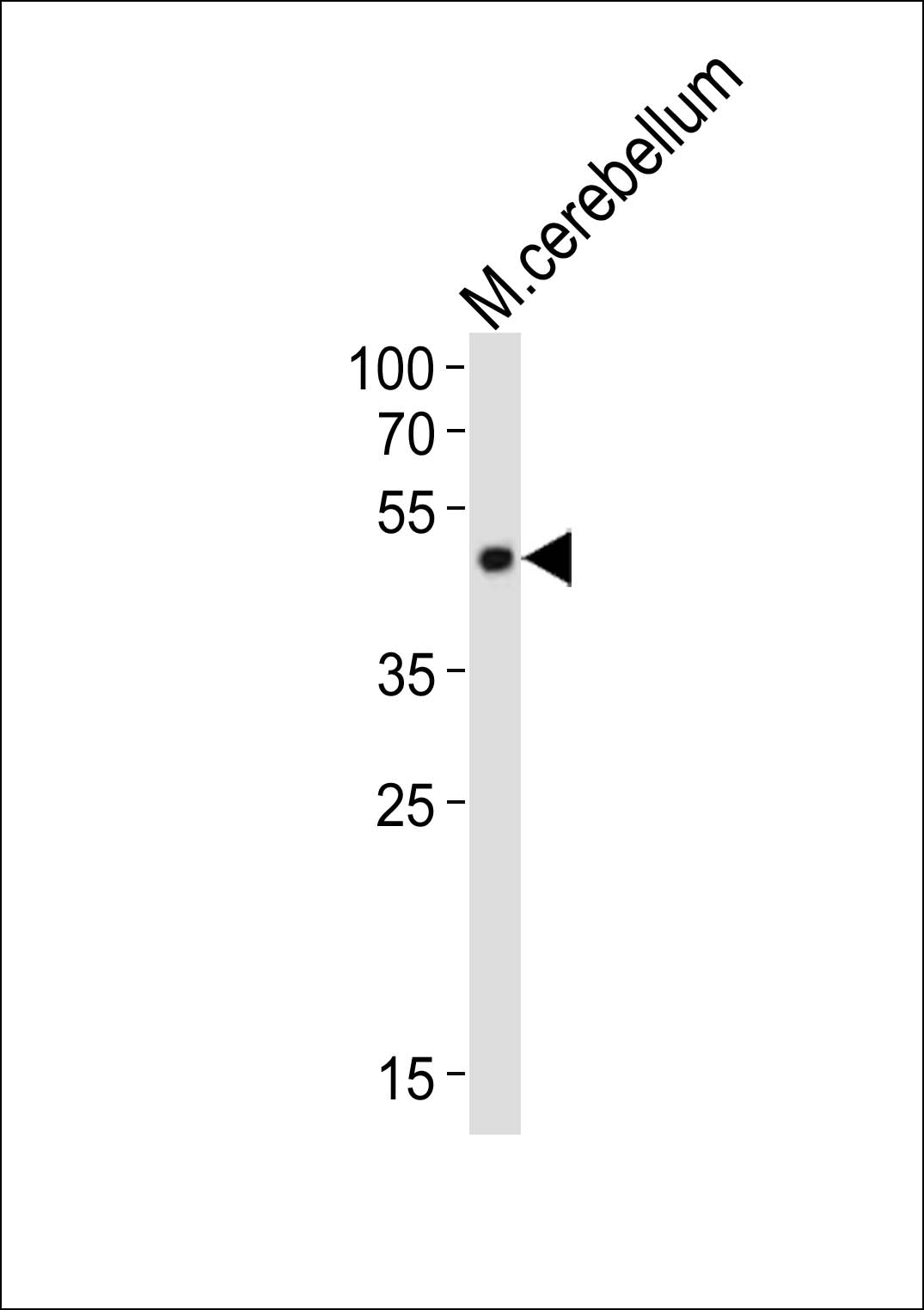 Rabbit Polyclonal Antibody to Mouse Pax6