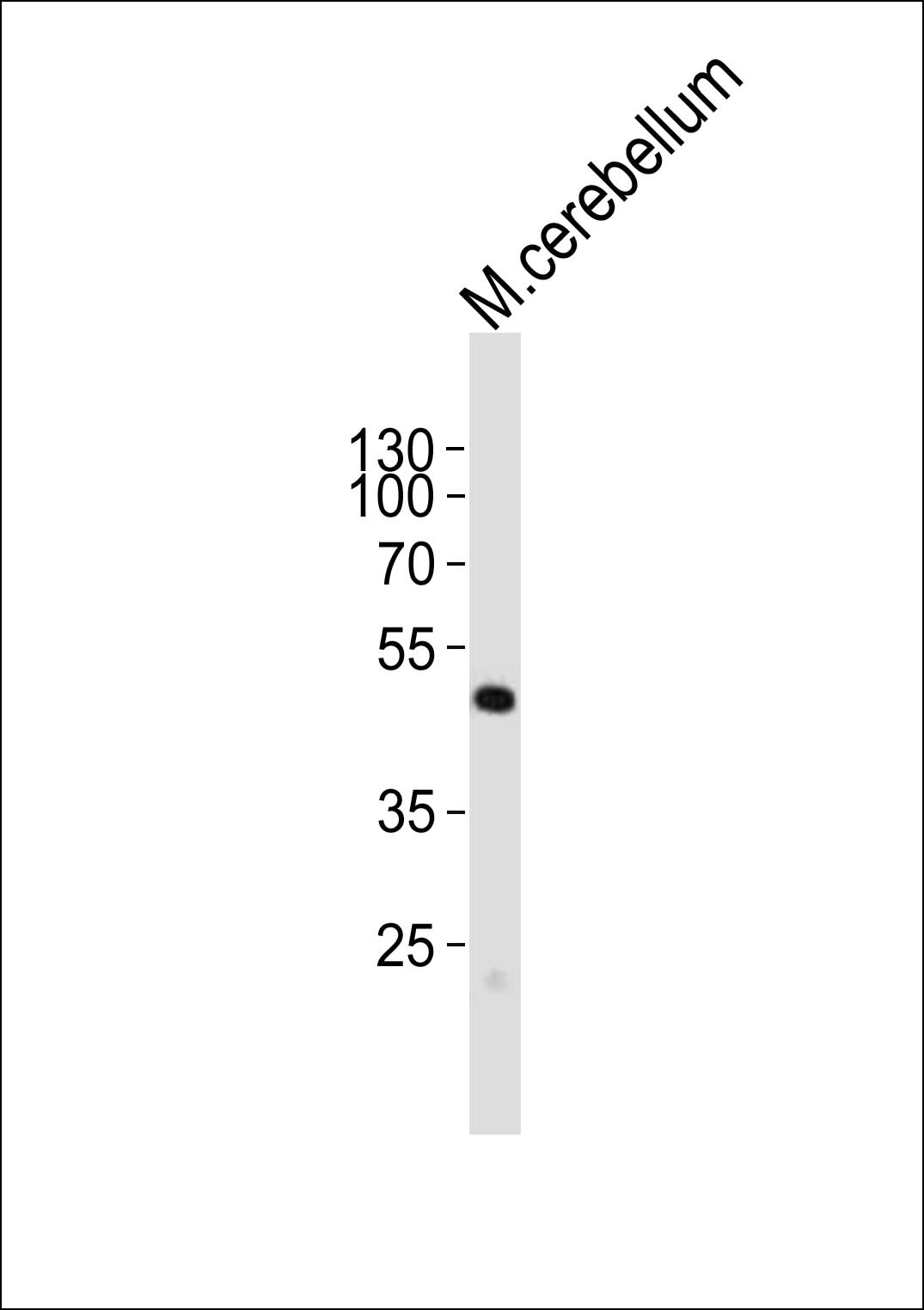 Rabbit Polyclonal Antibody to Mouse Pax6