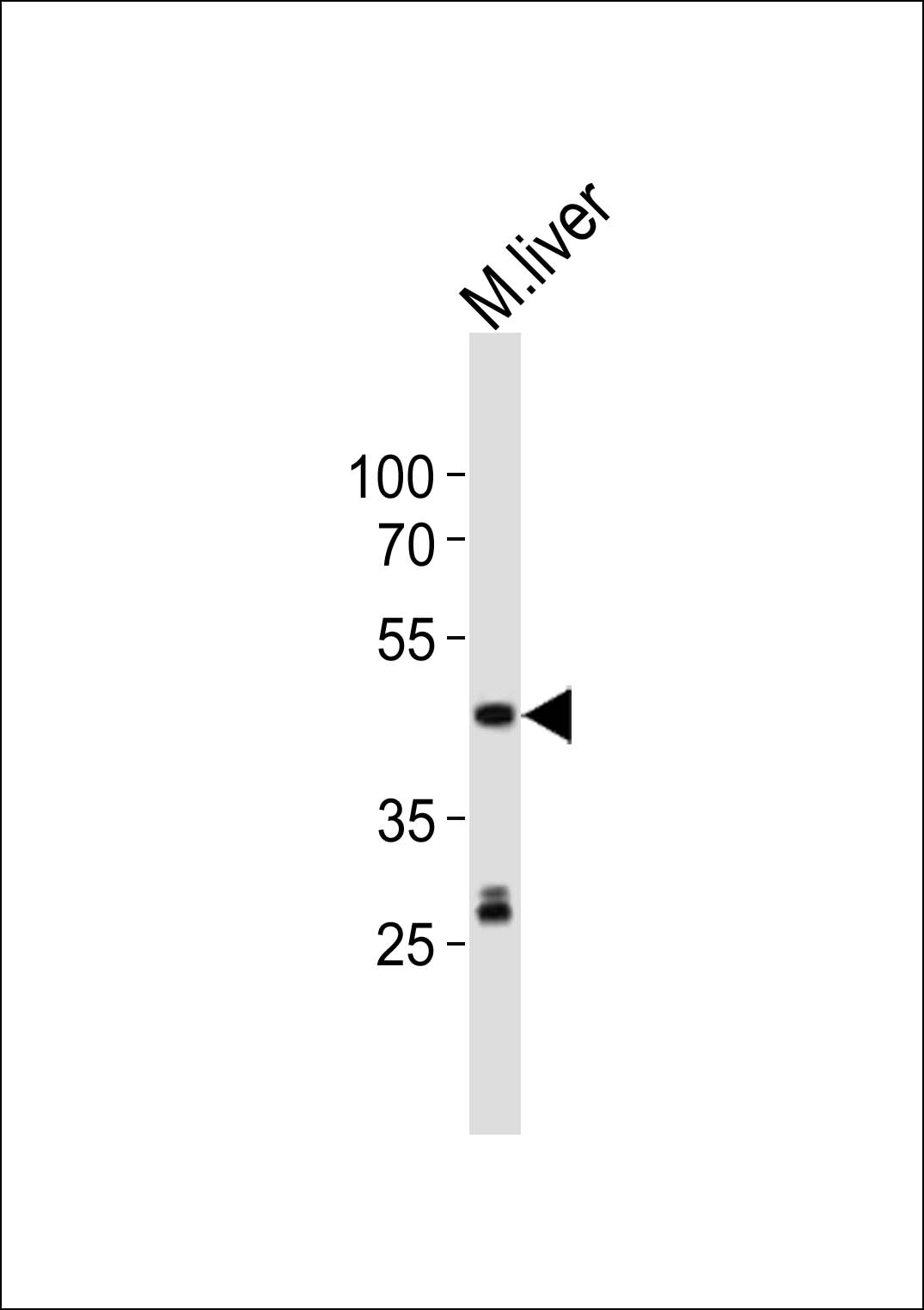 Rabbit Polyclonal Antibody to (Mouse) Shh
