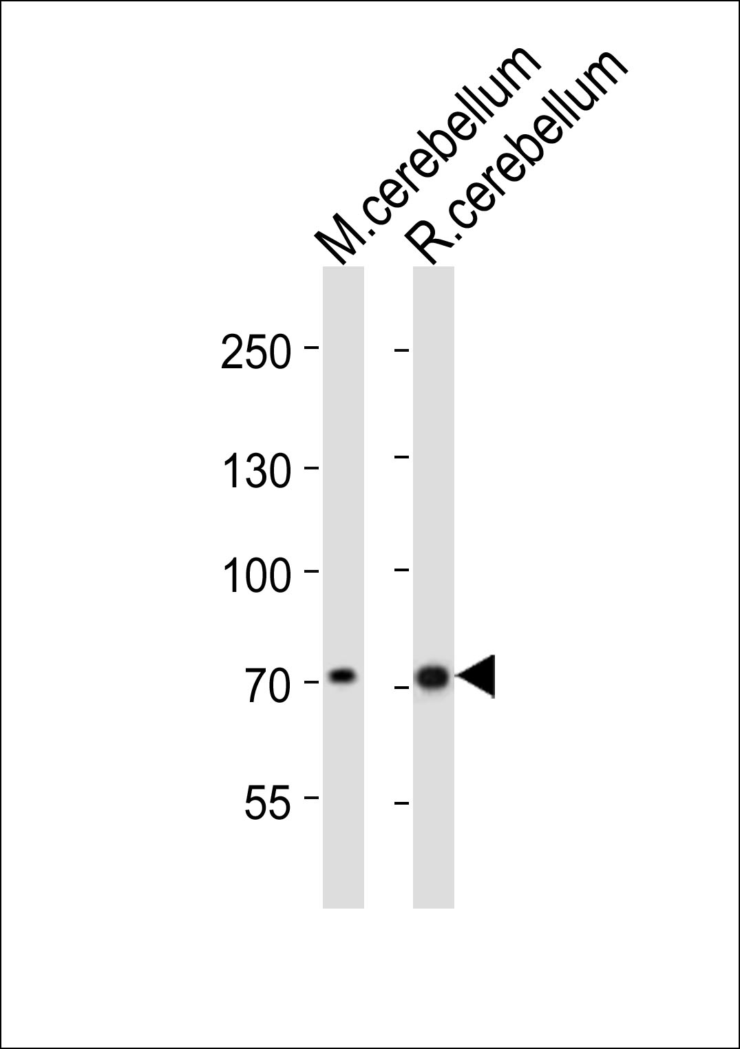 Rabbit Polyclonal Antibody to Mouse Leo1