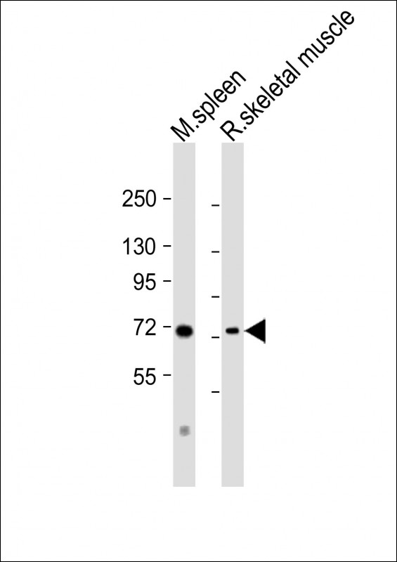 Rabbit Polyclonal Antibody to Mouse Syk