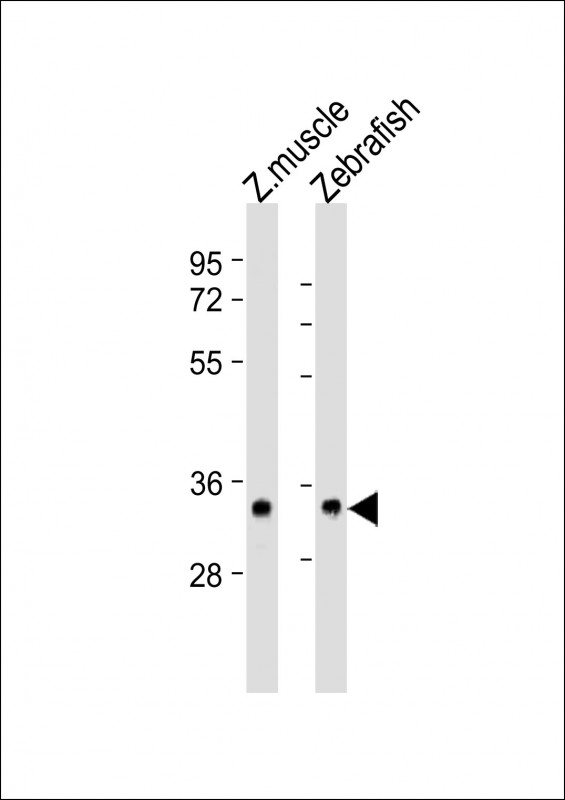 Rabbit Polyclonal Antibody to (DANRE) s1pr2 (N-Term)