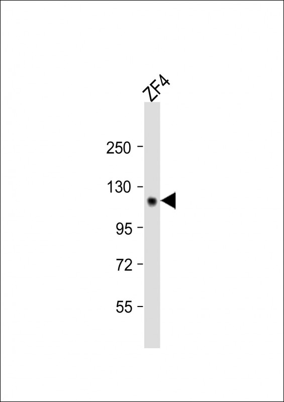 Rabbit Polyclonal Antibody to Zebrafish stil