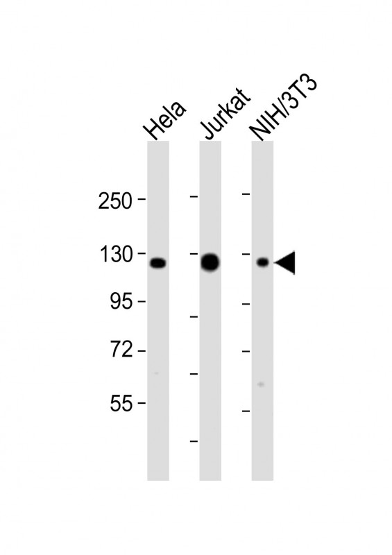 Rabbit Polyclonal Antibody to (DANRE) srrt