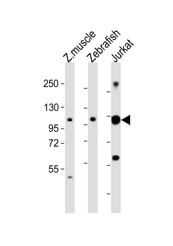 Rabbit Polyclonal Antibody to (DANRE) srrt
