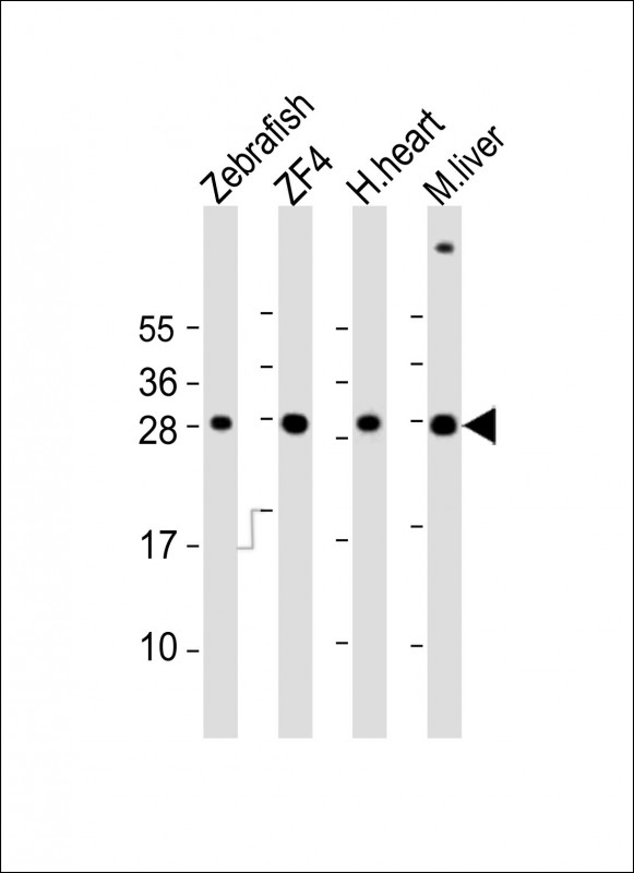 Rabbit Polyclonal Antibody to Zebrafish ak2
