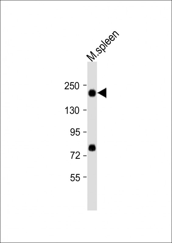 Rabbit Polyclonal Antibody to Mouse Mertk