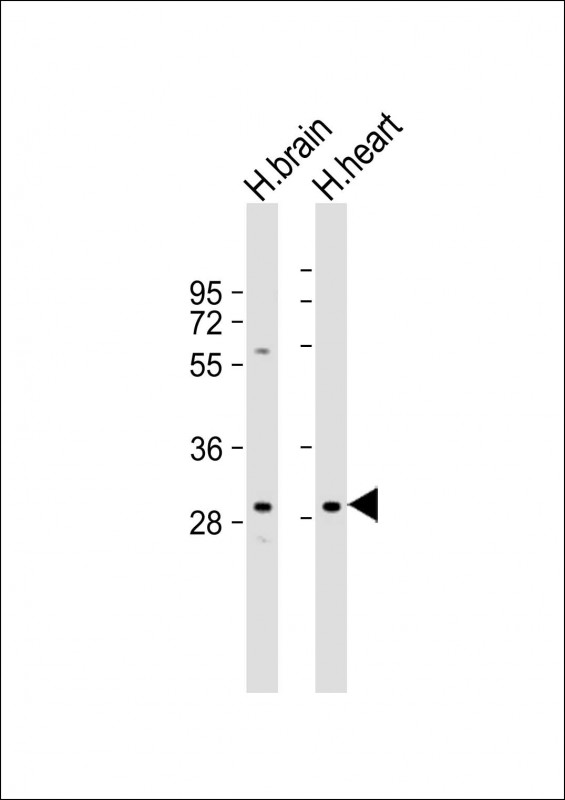 Rabbit Polyclonal Antibody to SCO1