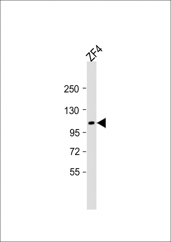Rabbit Polyclonal Antibody to (DANRE) tie2 (N-term)