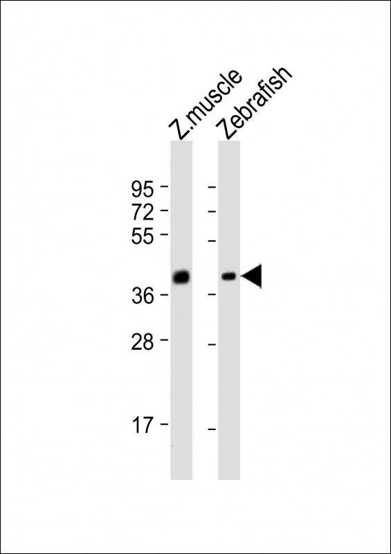 Rabbit Polyclonal Antibody to (DANRE) eng2b (N-term)
