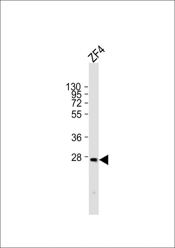 Rabbit Polyclonal Antibody to (DANRE) msxc