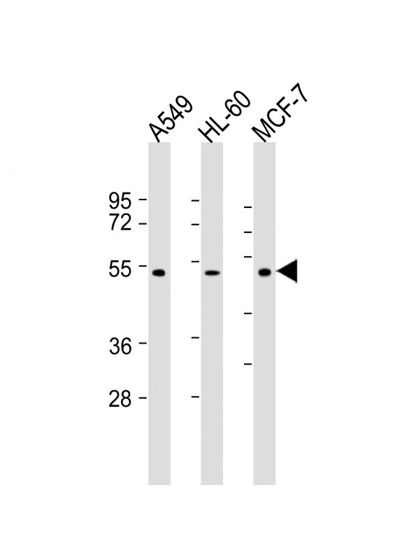 Mouse Monoclonal Antibody to AVPR1A