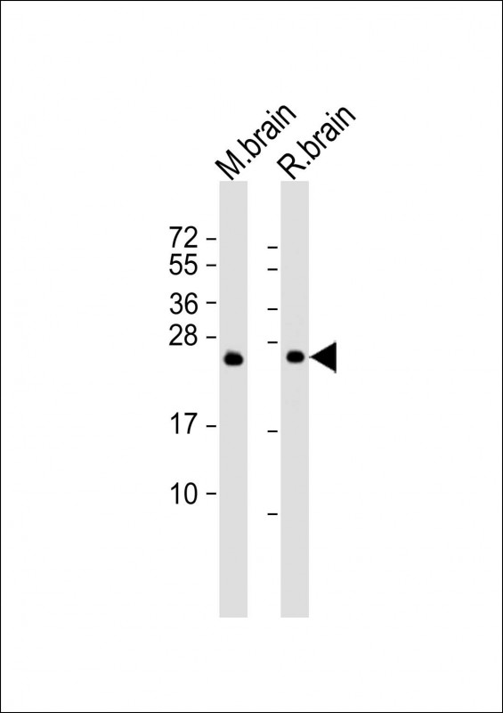 Mouse Monoclonal Antibody to RAB3A