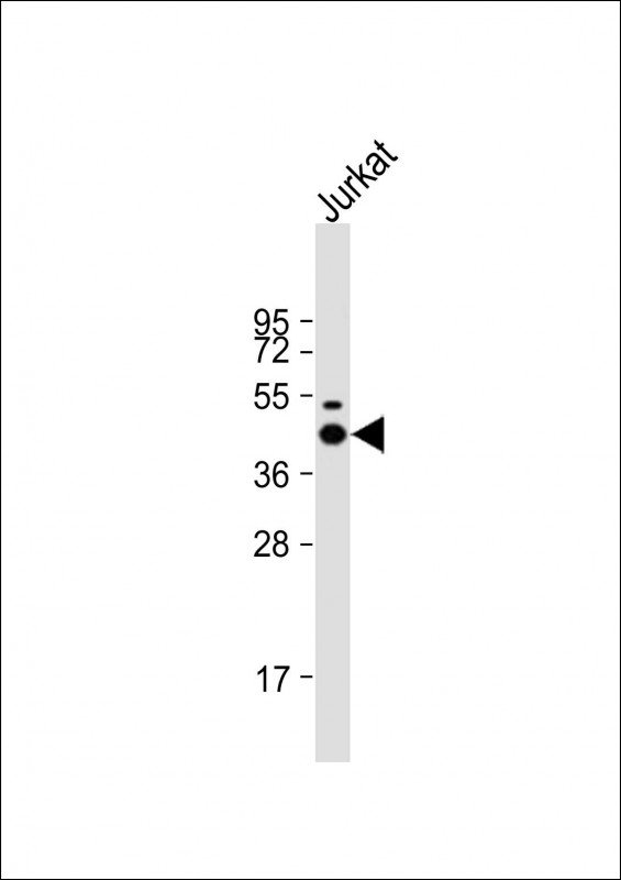 Mouse Monoclonal Antibody to LCK
