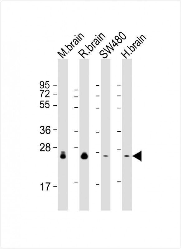 Mouse Monoclonal Antibody to RAB3B
