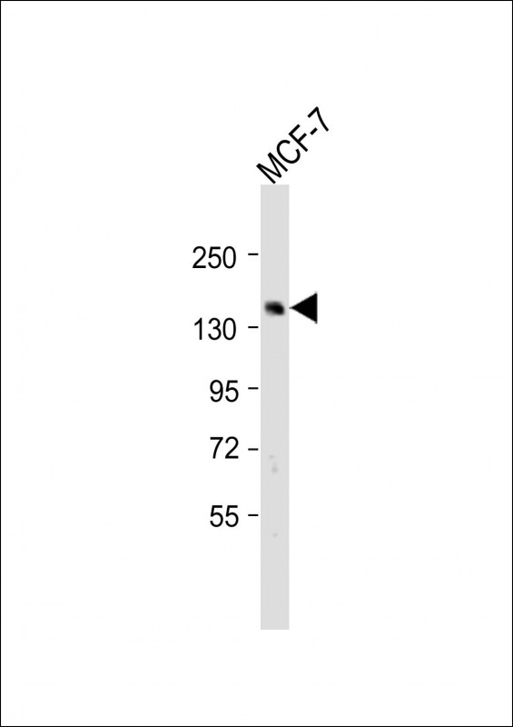 Rabbit Polyclonal Antibody to SCAF8