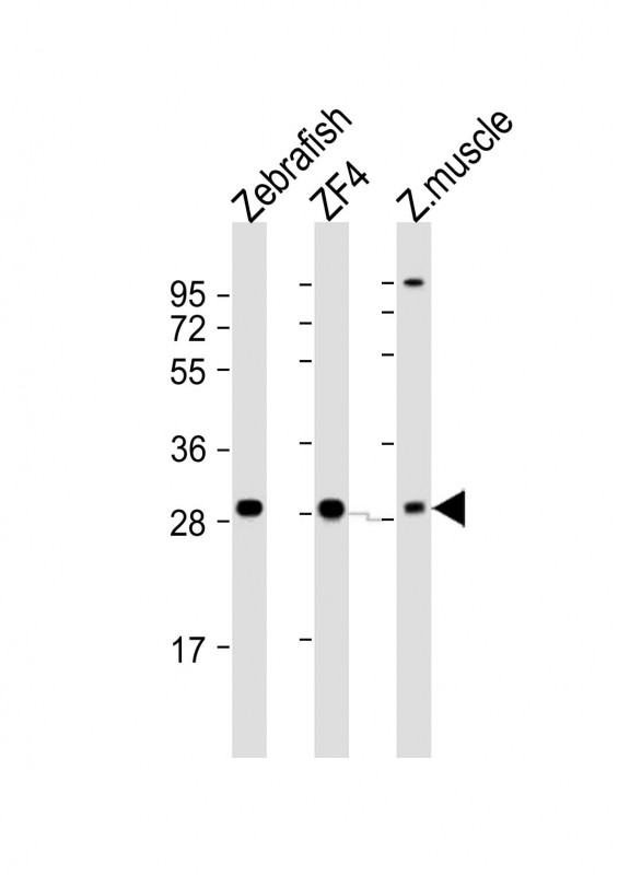 Rabbit Polyclonal Antibody to Zebrafish ak2 (N-term)