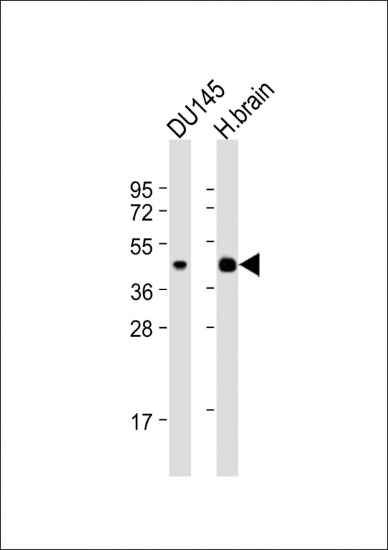 Rabbit Polyclonal Antibody to HTR1E